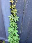 Plant name: Engelman's Virginia Creeper  Parthenocissus  quinquefolia 